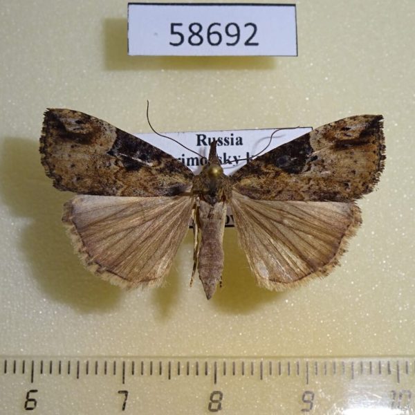 Noctuidae Hypena narratalis Primorye