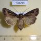 58699p Noctuidae Agrotis trifurca f Primorye $7