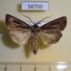 58700p Noctuidae Agrotis trifurca Primorye $5
