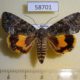 58701p Noctuidae Olivenebula oberthueri Primorye $7