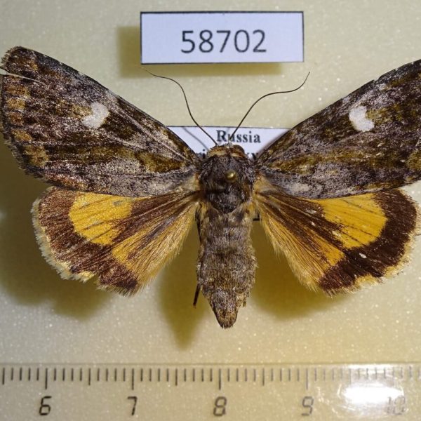 Noctuidae Euromoia subpulchra f Primorye