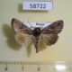 58722p Noctuidae Ctenoplusia albostriata Primorye $5