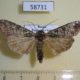 58731p Noctuidae Actebia praecurrens Primorye $6