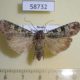 58732p Noctuidae Actebia praecurrens f Primorye $6
