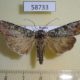 58733p Noctuidae Actebia praecurrens Primorye $6
