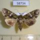 58734p Noctuidae Trachea punkikonis Primorye $6