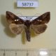 58737p Noctuidae Antoculeora locuples Primorye $5