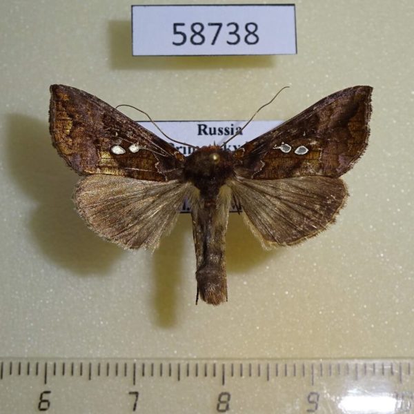 Noctuidae Antoculeora locuples Primorye