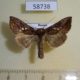 58738p Noctuidae Antoculeora locuples Primorye $5