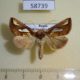 58739p Noctuidae Plusia festucae Primorye $6