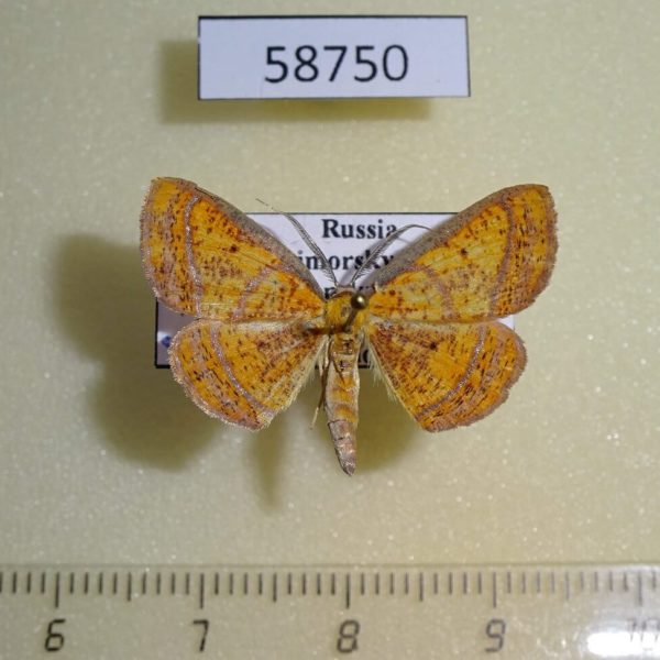 Geometridae Scardamia aurantiacaria Primorye