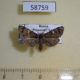 58759p Noctuidae Idia quadra Primorye $5