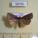 58760p Noctuidae Ipimorpha retusa Primorye $5