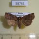 58761p Noctuidae Ipimorpha retusa Primorye $6