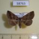 58763p Noctuidae Hadennia incogruens f Primorye $5