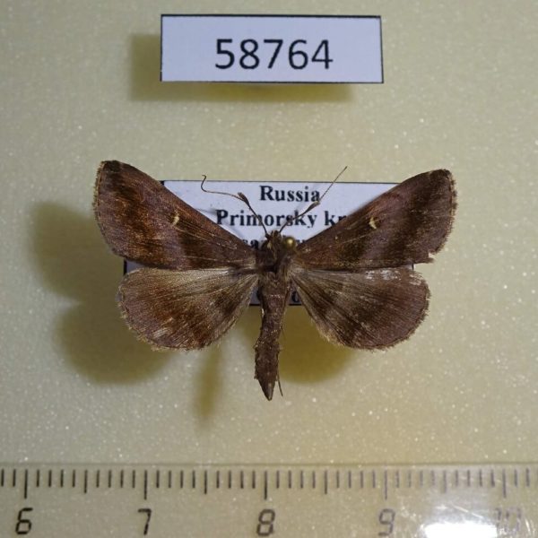 Noctuidae Hadennia incogruens Primorye