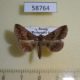 58764p Noctuidae Hadennia incogruens Primorye $4