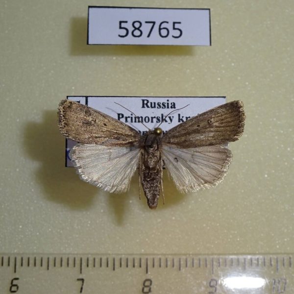 Noctuidae Athetis lepigone Primorye