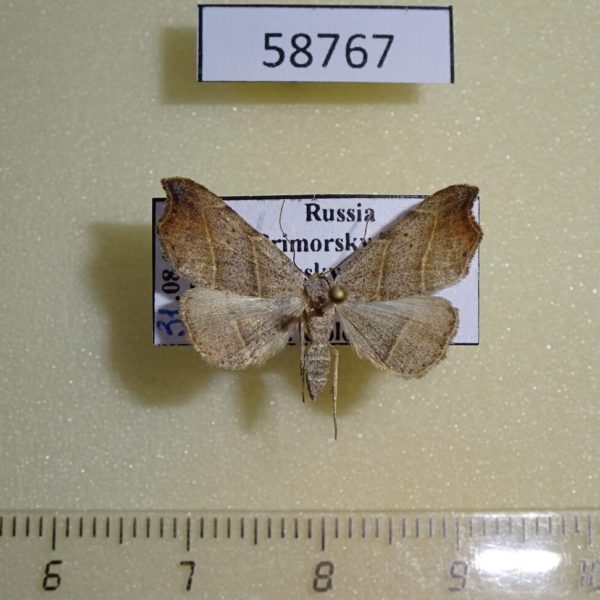 Noctuidae Laspeyria flexula Primorye
