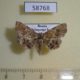 58768p Noctuidae Pangrapta griseola Primorye $7