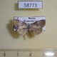 58773p Noctuidae Negritothripa hampsoni Primorye $9