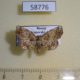 58776p Noctuidae Pangrapta lunulata f Primorye $7