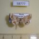58777p Noctuidae Pangrapta lunulata Primorye $6
