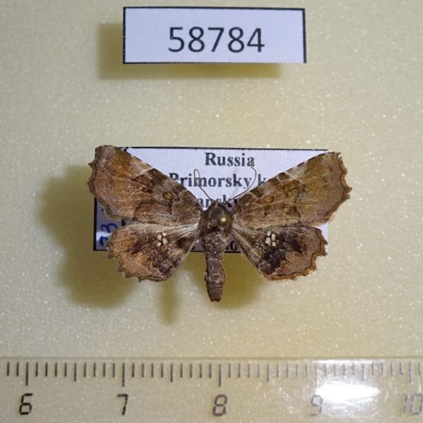 Noctuidae Pangrapta vasava Primorye