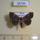 58786p Noctuidae Hypostrotia cinerea Primorye $6