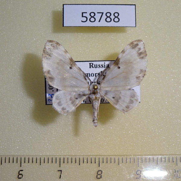 Geometridae Tyloptera bella Primorye