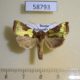 58793p Noctuidae Diachrysia nadeja Primorye $7