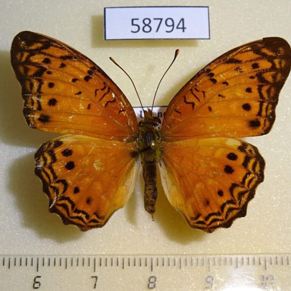 Nymphalidae Phalanta phalantha Uganda