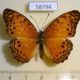 58794p Nymphalidae Phalanta phalantha Uganda $5