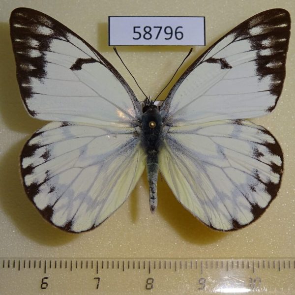 Pieridae Belenois gidica abyssinica Uganda