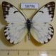 58796p Pieridae Belenois gidica abyssinica Uganda $8