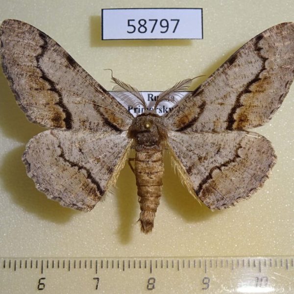 Geometridae Phthonosema tendinosaria Primorye