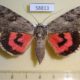 58813p Noctuidae Catocala electa f Primorye $7