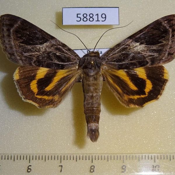 Noctuidae Catocala eminens Primorye