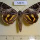 58820p Noctuidae Catocala eminens Primorye $12