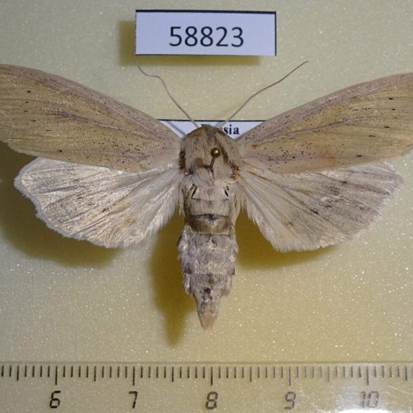 Noctuidae Rhizedra lutosa f Primorye