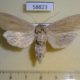 58823p Noctuidae Rhizedra lutosa f Primorye $6