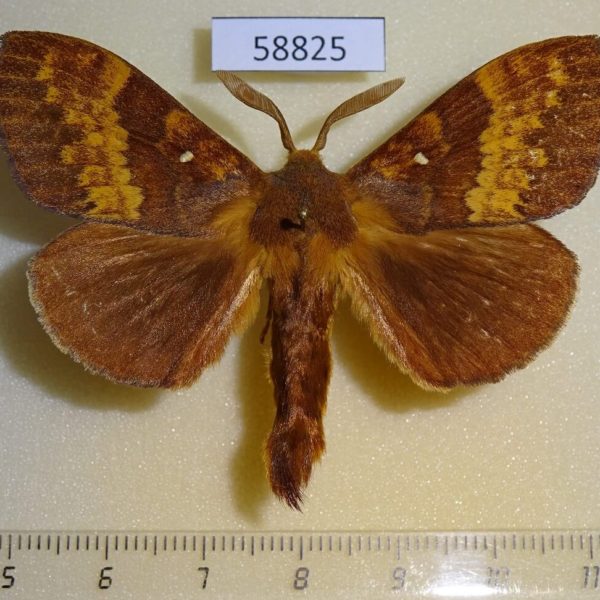 Lasiocampidae Cyclophragma undans Primorye