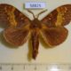 58825p Lasiocampidae Cyclophragma undans Primorye $7