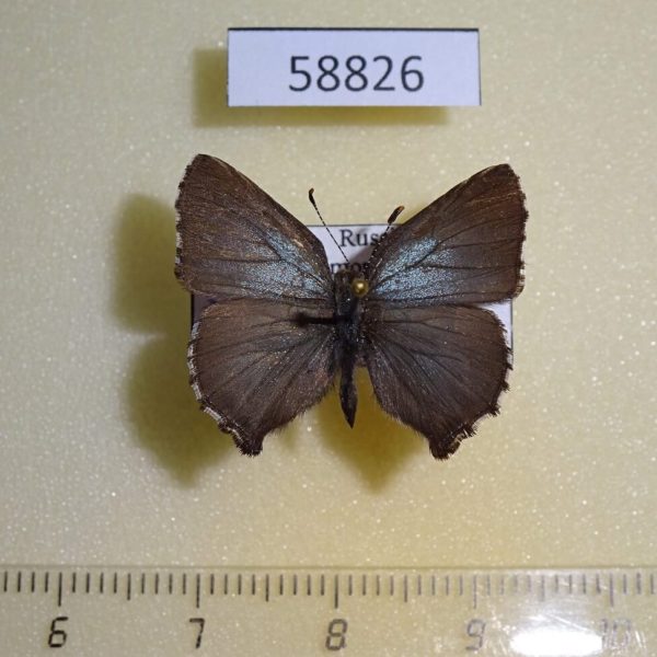 Lycaenidae Ahlbergia korea Primorye