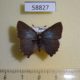 58827p Lycaenidae Ahlbergia korea Primorye $5