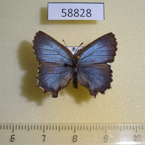 Lycaenidae Ahlbergia korea f Primorye