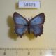 58828p Lycaenidae Ahlbergia korea f Primorye $8