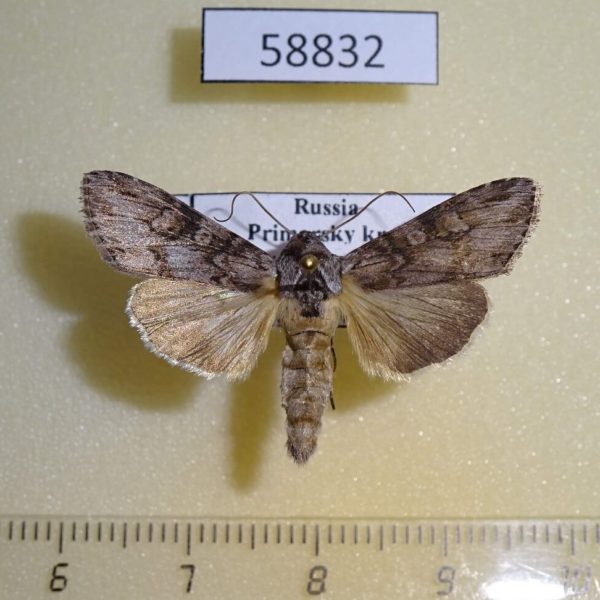 Noctuidae Cucullia scoparioides Primorye