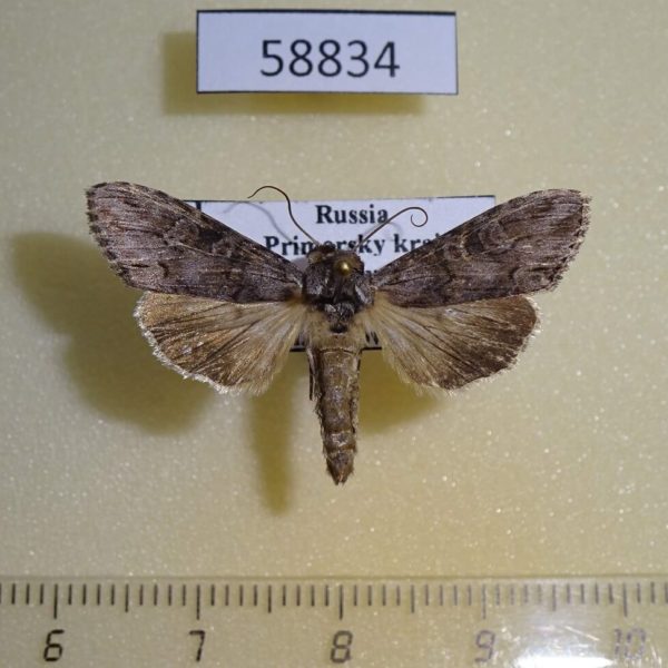 Noctuidae Cucullia scoparioides Primorye