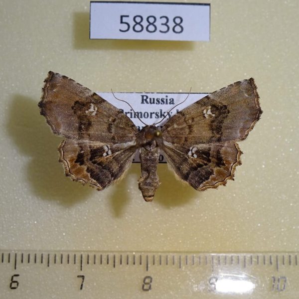 Noctuidae Pangrapta griseola f Primorye